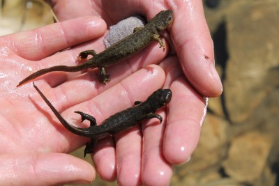 I. alpestris: darker male and lighter female